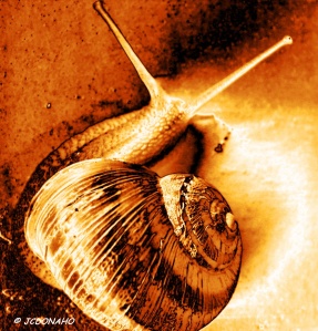 Snail in Gold